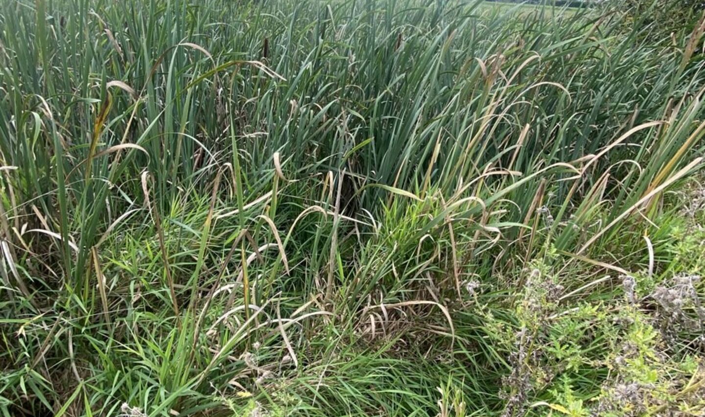 Prairie à vendre à Pepingen