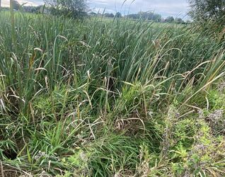 Prairie à vendre à Pepingen